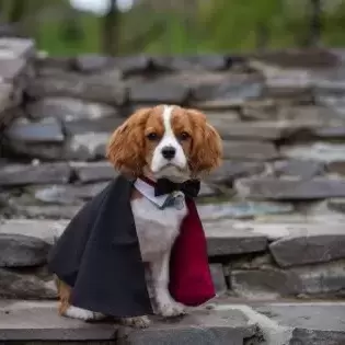 A small dog sitting on stone steps wearing a cape for a Halloween costume.