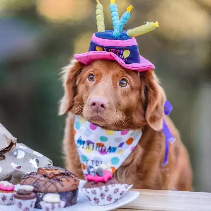 A puppy with a birthday hat on and puppy cakes in front of him