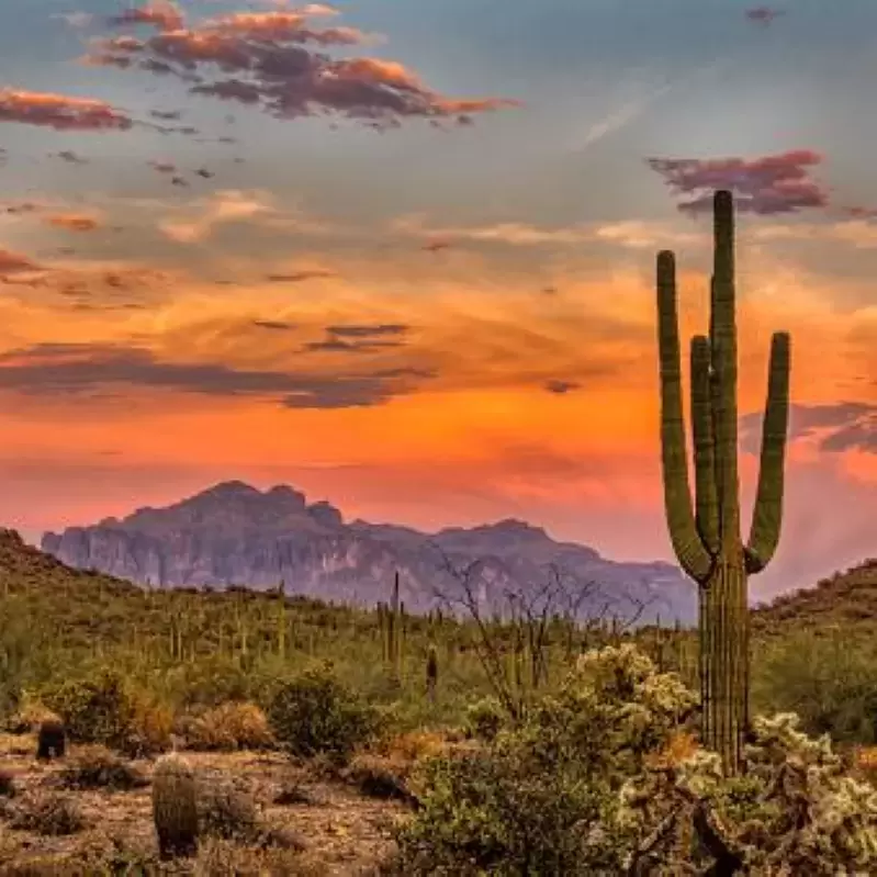 A saguaro cactus standing in the desert in front of a mountain and the sunset.